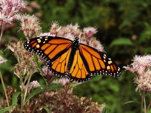 Monarch butterflies on eucalyptus trees in Pacific Grove